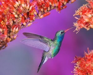 hummingbird_wallpaper_for_android